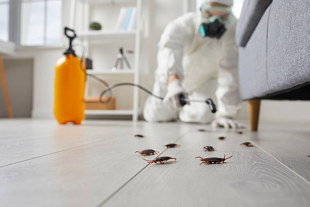 Commercial Rodent Management in Yermo